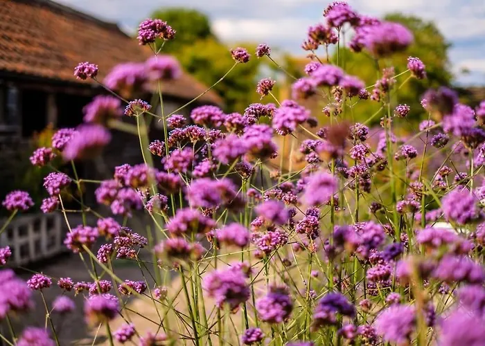 Medieval Manor House * 布里斯托